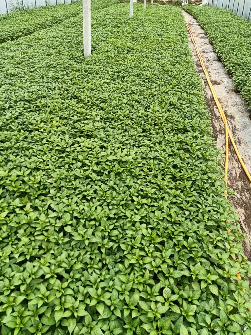 供应.代育朝天椒苗.线椒苗