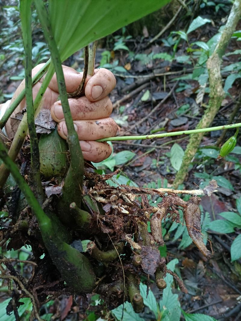 虾脊兰，