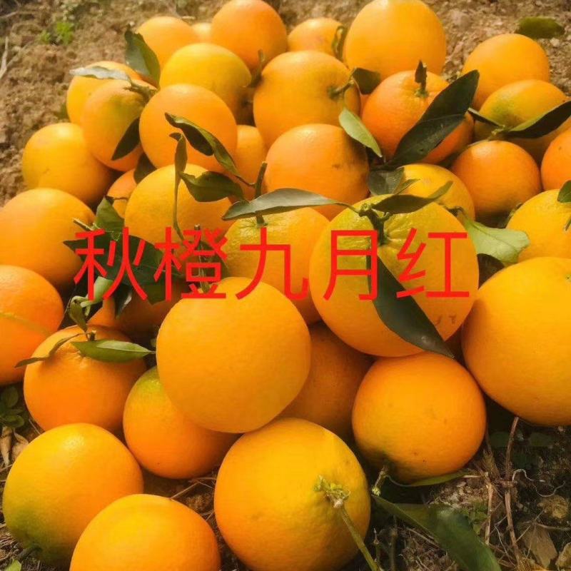 精品九月红果冻橙