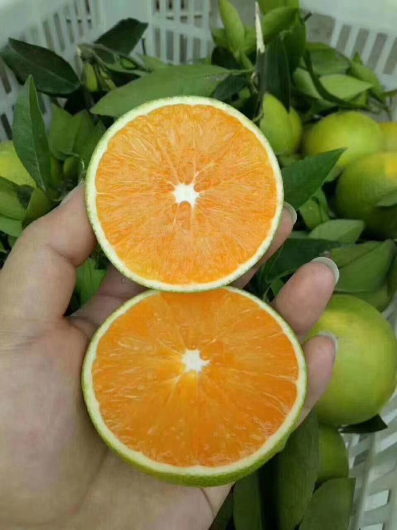 精品九月红果冻橙