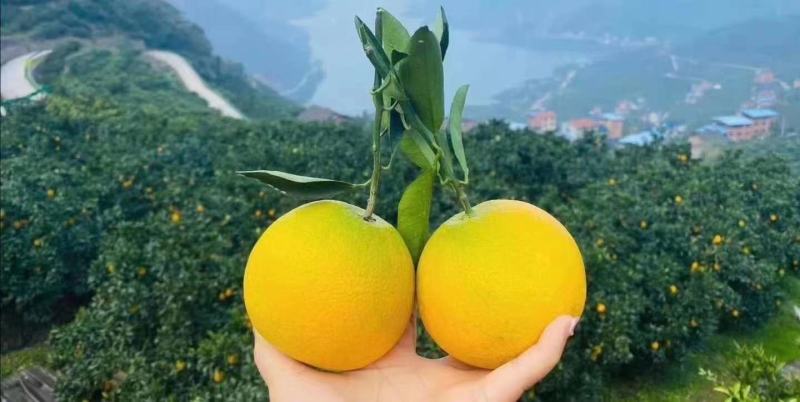 精品九月红果冻橙