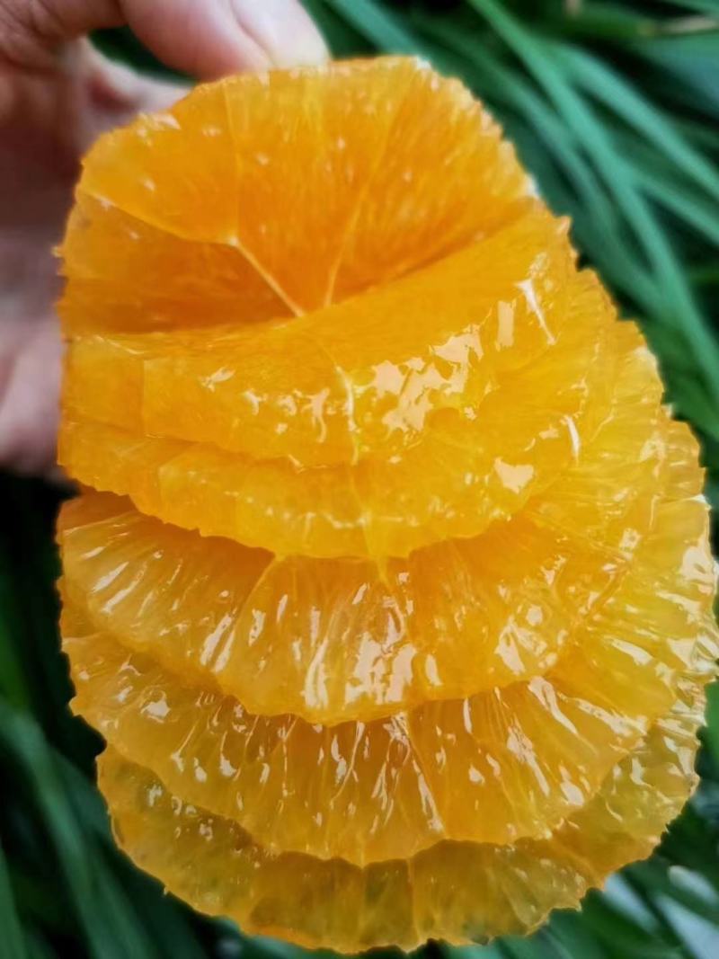 精品九月红果冻橙