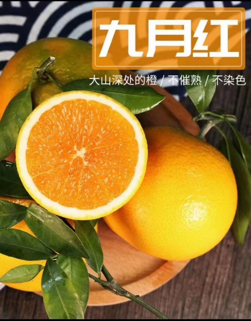 精品九月红果冻橙