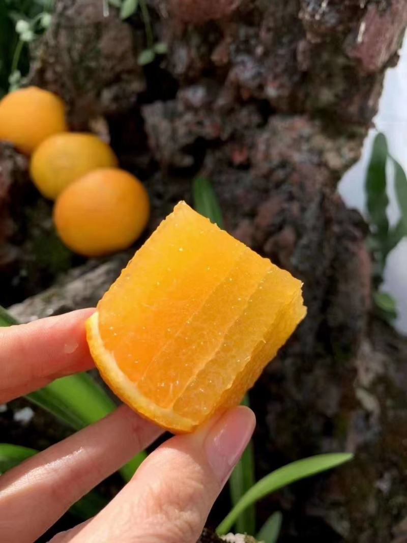 精品九月红果冻橙