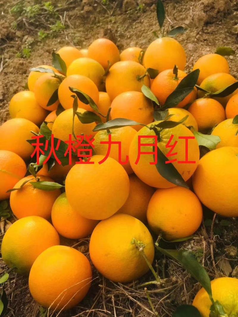 精品九月红果冻橙