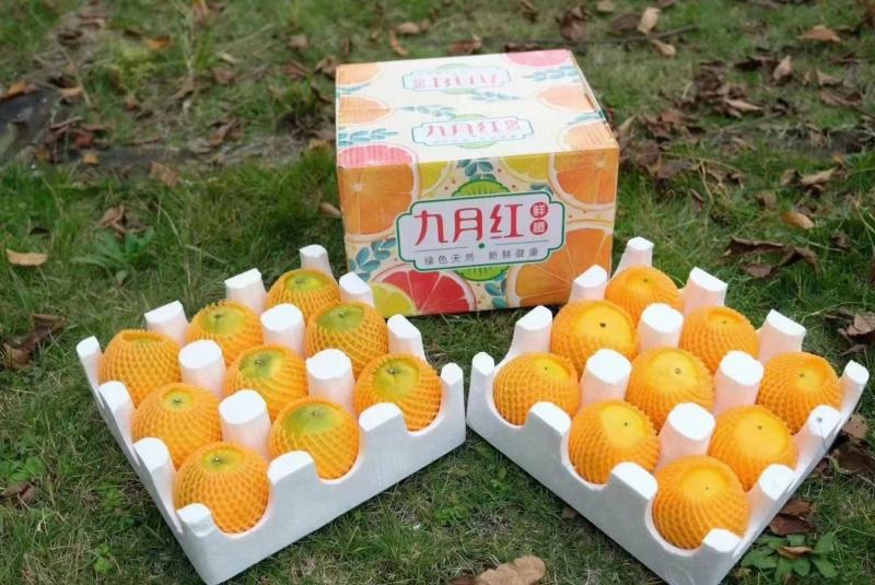 精品九月红果冻橙