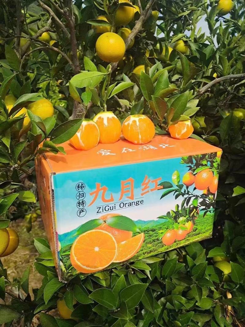 精品九月红果冻橙