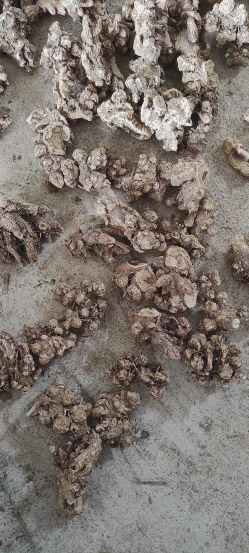 白茬苍术干品光货价格美丽诚信合作欢迎客户来电咨询