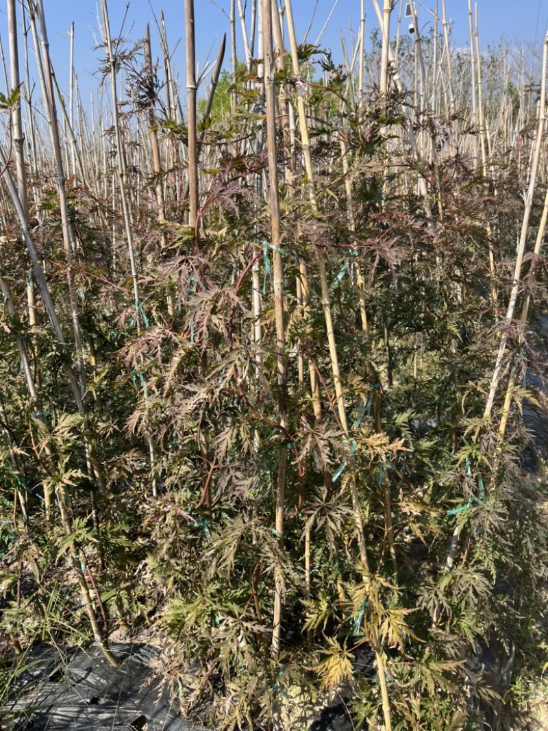 羽毛枫小苗批发石榴红稻叶外山加贺连等品种羽毛枫