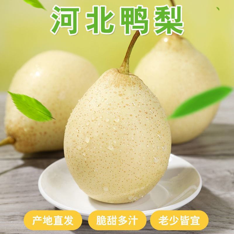 【脆甜多汁】河北石家庄水晶鸭梨规格齐全甜度高水分足量
