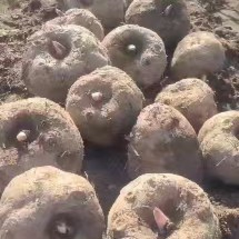 贵州花魔芋，基地直供，货量充足，专业品质