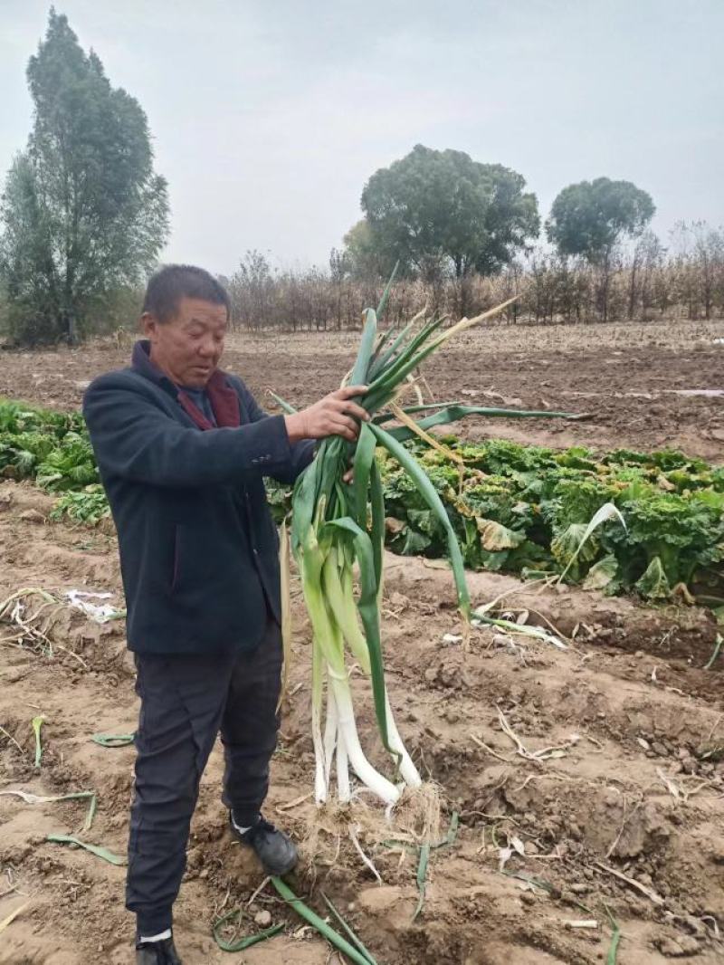 葱大量上市要的速度联系