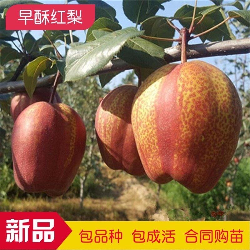 【新品种】梨树苗早酥红梨彩虹梨秋月梨保成活