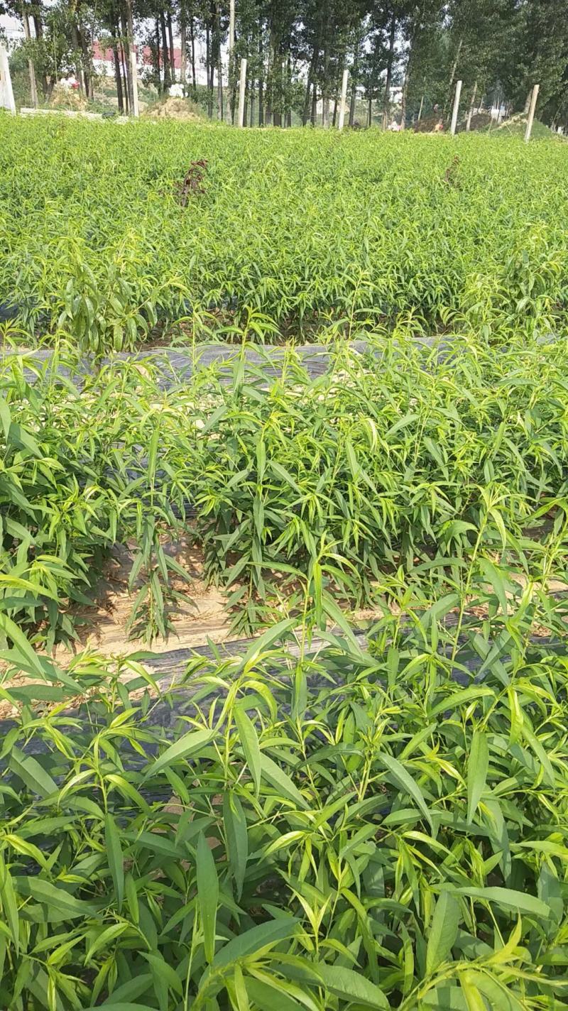 【原产地认证】蟠桃苗各种桃树保成活欢迎咨询下单
