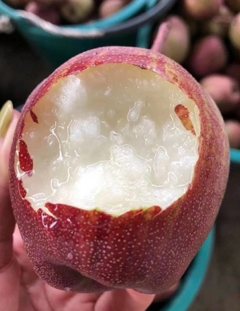【新品种】梨树苗早酥红梨彩虹梨秋月梨保成活