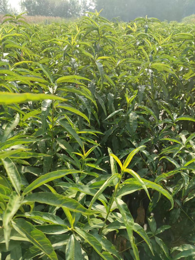 蟠桃苗各种桃子苗桃树苗保活技术指导欢迎来电采购