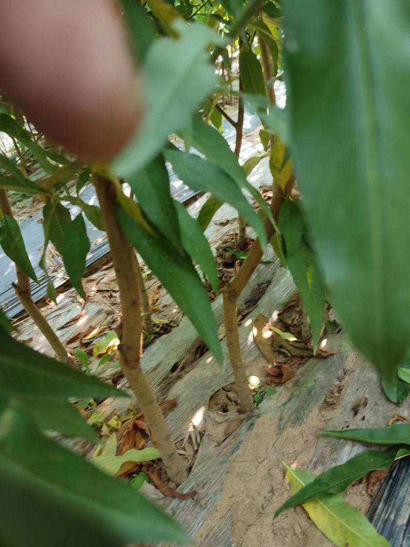蟠桃苗各种桃子苗桃树苗保活技术指导欢迎来电采购
