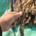 纯沙土独根立嘴