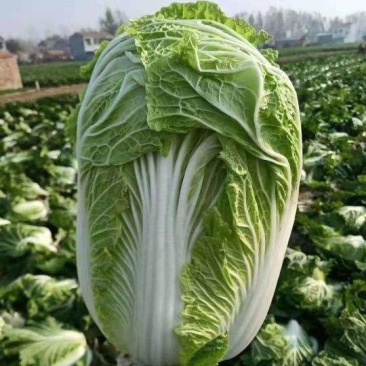 【精品】黄心大白菜产地直发欢迎各地老板来电