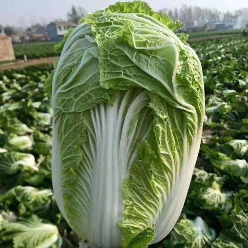 【精品】黄心大白菜产地直发欢迎各地老板来电