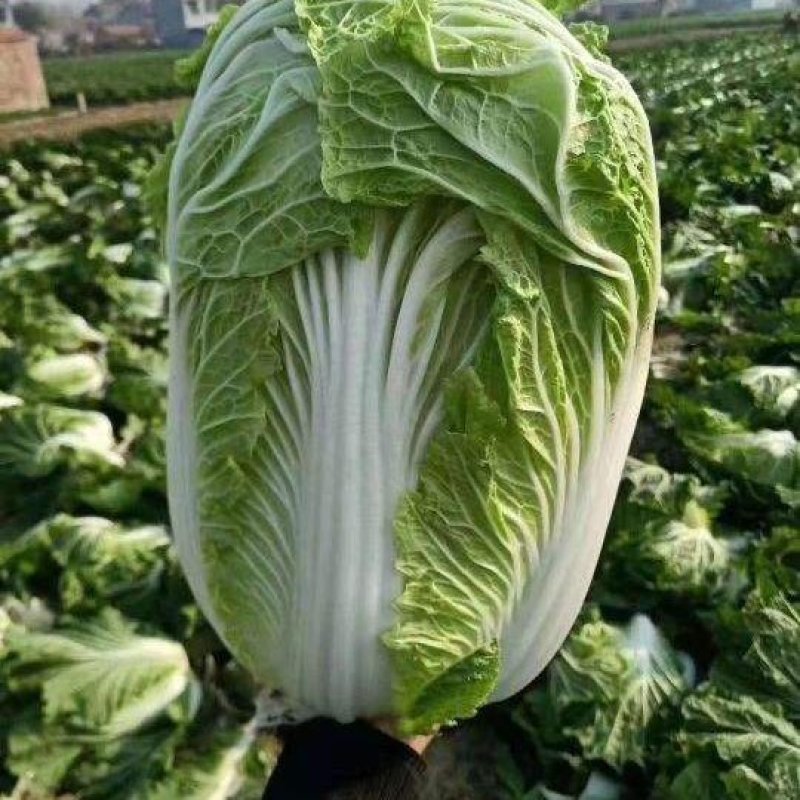 【精品】黄心大白菜产地直发欢迎各地老板来电