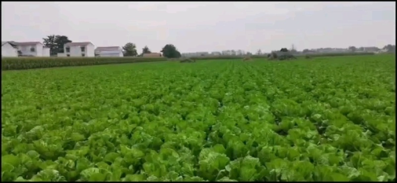 【精品】黄心大白菜产地直发欢迎各地老板来电