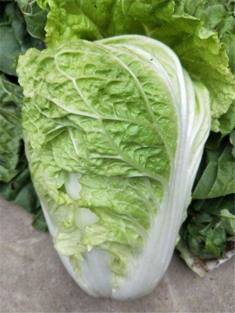 【精品】黄心大白菜产地直发欢迎各地老板来电