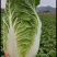 【精品】黄心大白菜产地直发欢迎各地老板来电