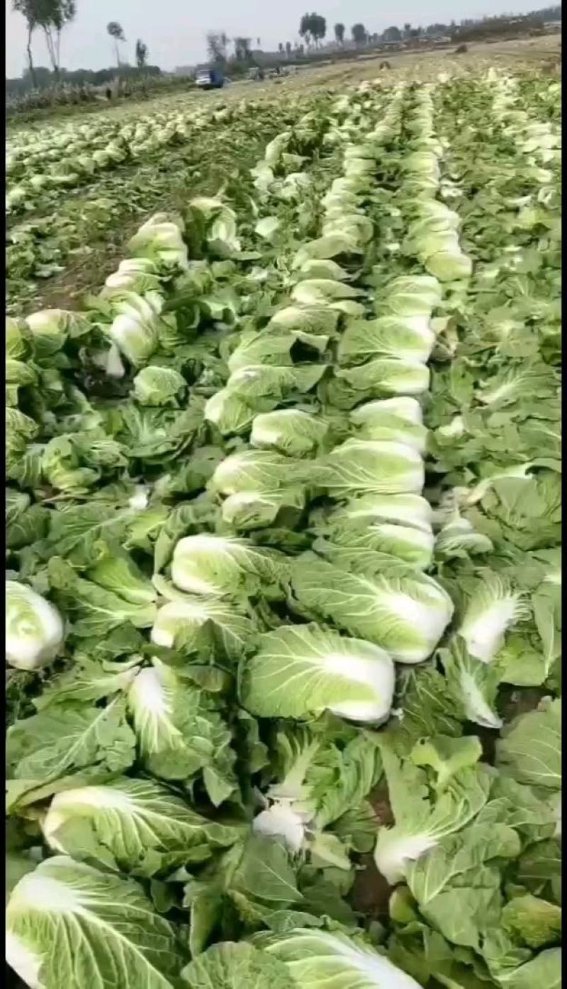 【精品】黄心大白菜产地直发欢迎各地老板来电