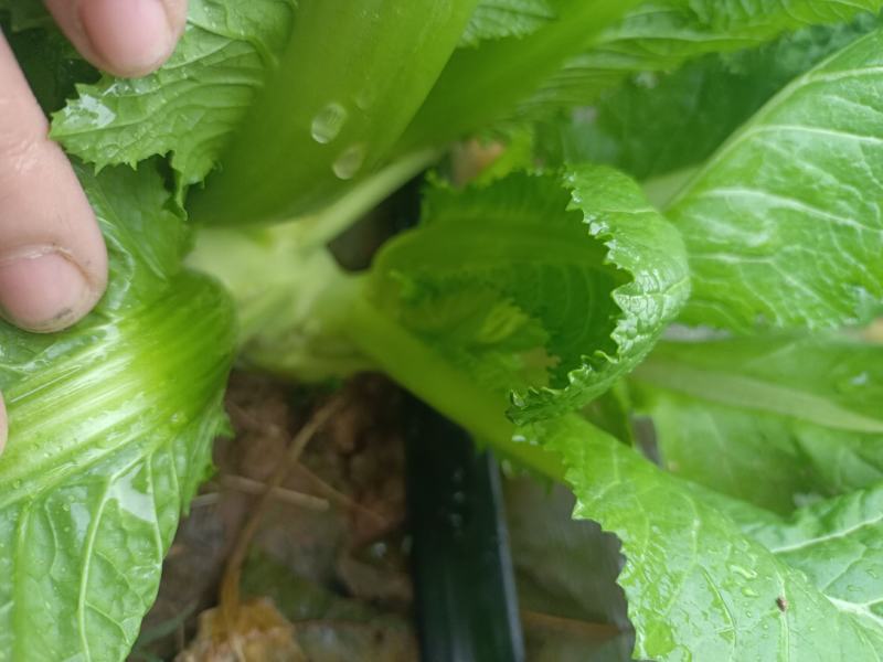 儿菜已上市有需要的联系我，位置四川达洲