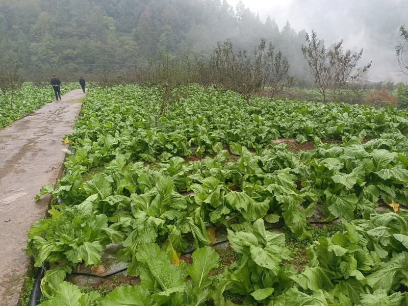 儿菜已上市有需要的联系我，位置四川达洲