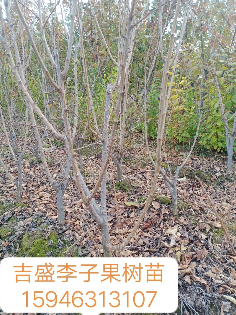 吉盛李子果树苗