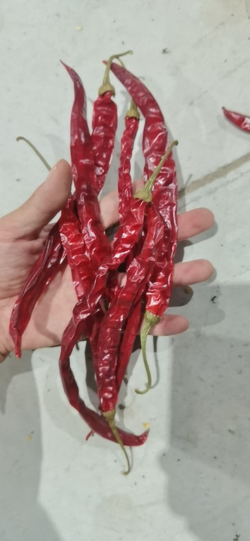 22年新炕货贵州正宗二荆条