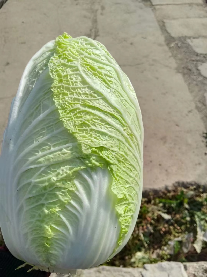 黄心大白菜湖北天门黄心大白菜几十万亩种植基地