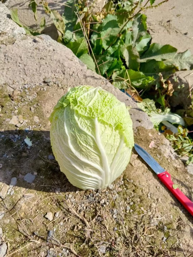 黄心大白菜湖北天门黄心大白菜几十万亩种植基地