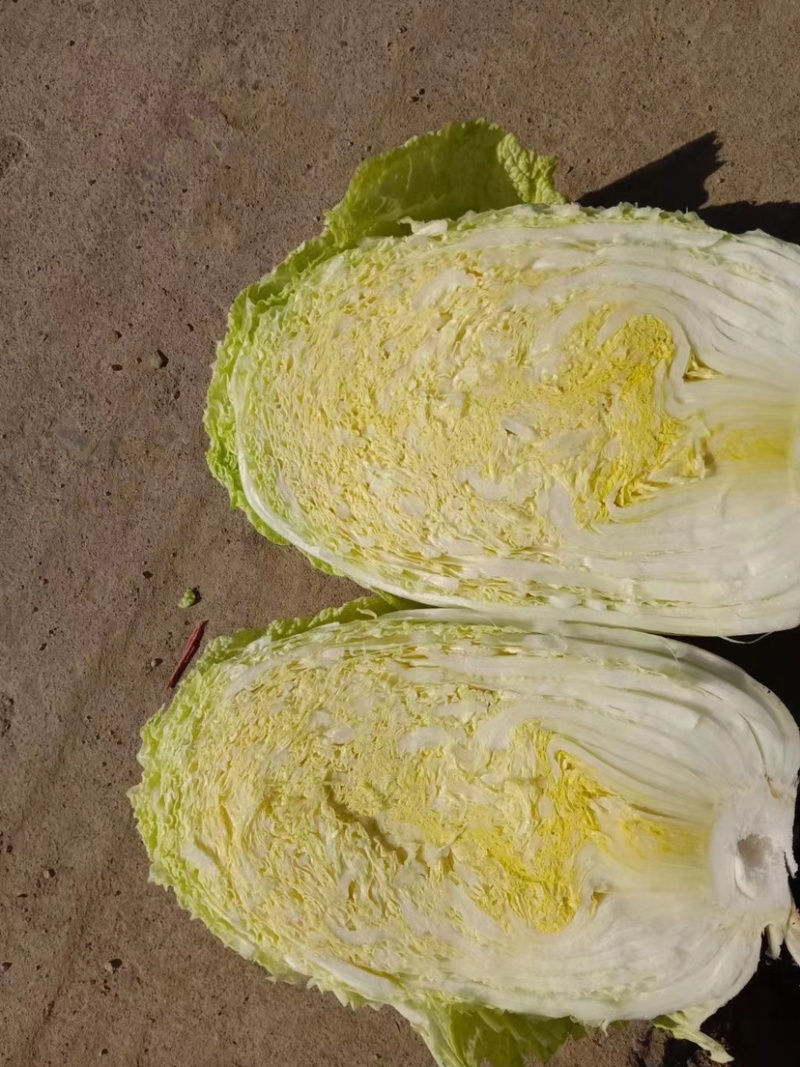 黄心大白菜湖北天门黄心大白菜几十万亩种植基地