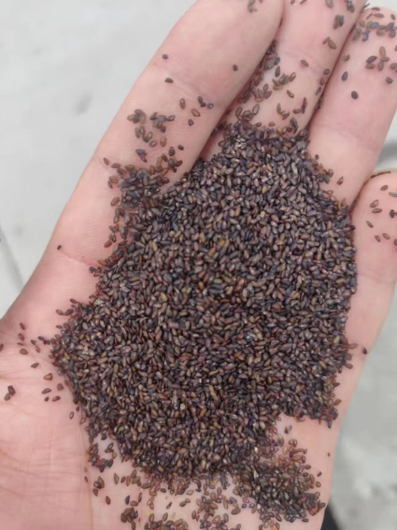 车前子江西车前子车前子四川