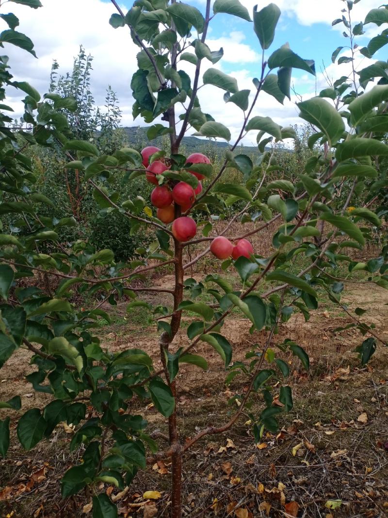 苹果树苗