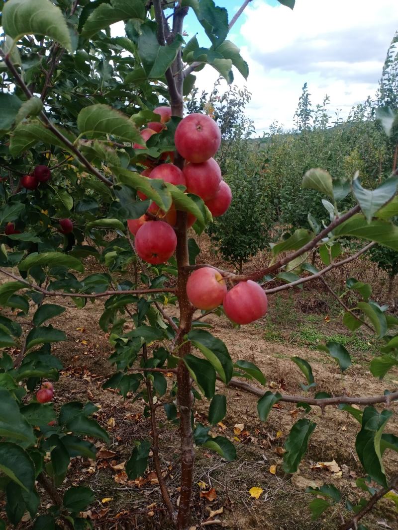 苹果树苗
