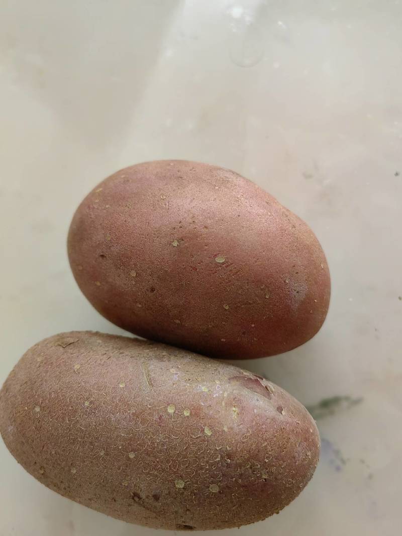 红皮黄肉的雪川红土豆种子，大量发货中，需要预订，北京种子