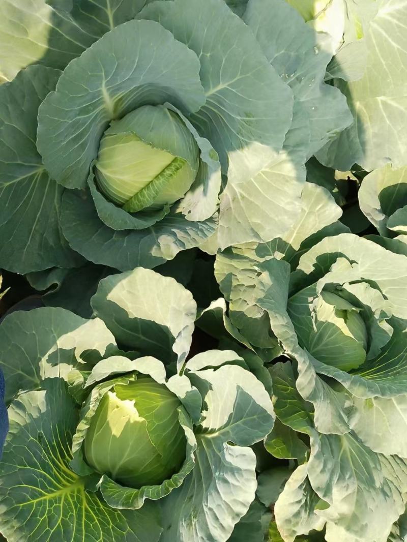河南甘蓝大量上市/对接市场商超食堂全国发货