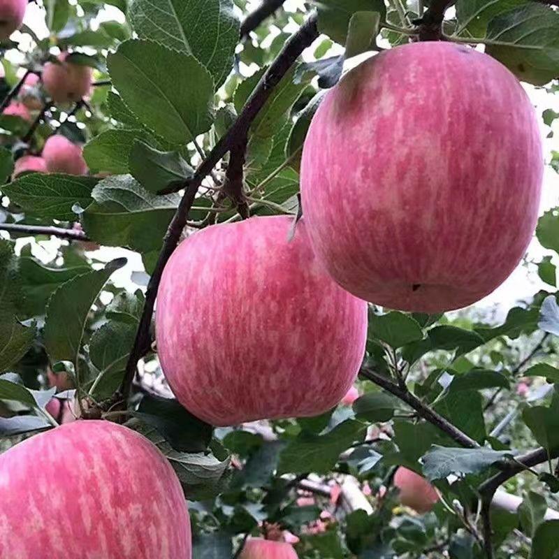 【新品种】苹果树苗晚熟红富士早熟苹果苗现挖现发保成活