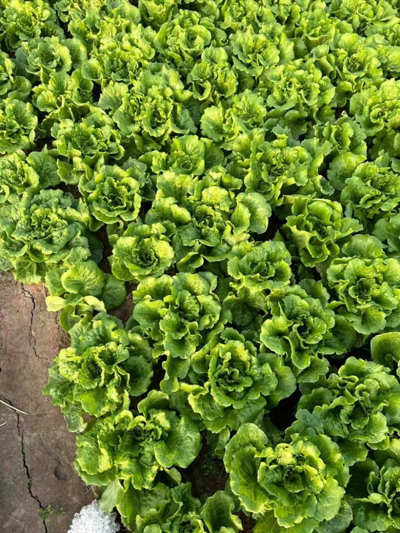 【精品】南通海门生菜大量上市，价优物美，货源稳定！