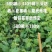 阳光玫瑰葡萄苗基地直供，诚信经营，可视频看货