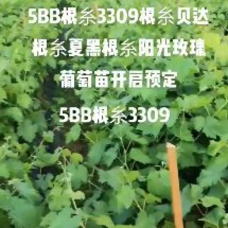 阳光玫瑰葡萄苗基地直供，诚信经营，可视频看货