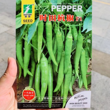 新一代杭椒种子精选杭椒品种早熟皮薄质脆耐低温抗高温
