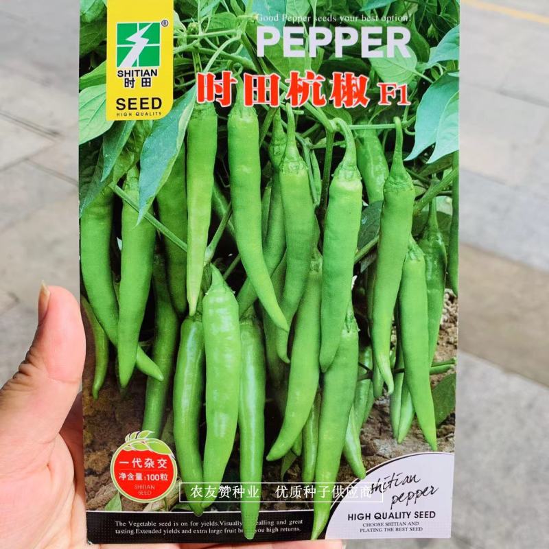 新一代杭椒种子精选杭椒品种早熟皮薄质脆耐低温抗高温