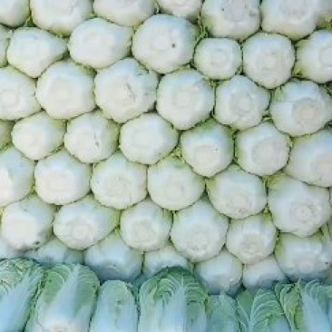 黄心白菜