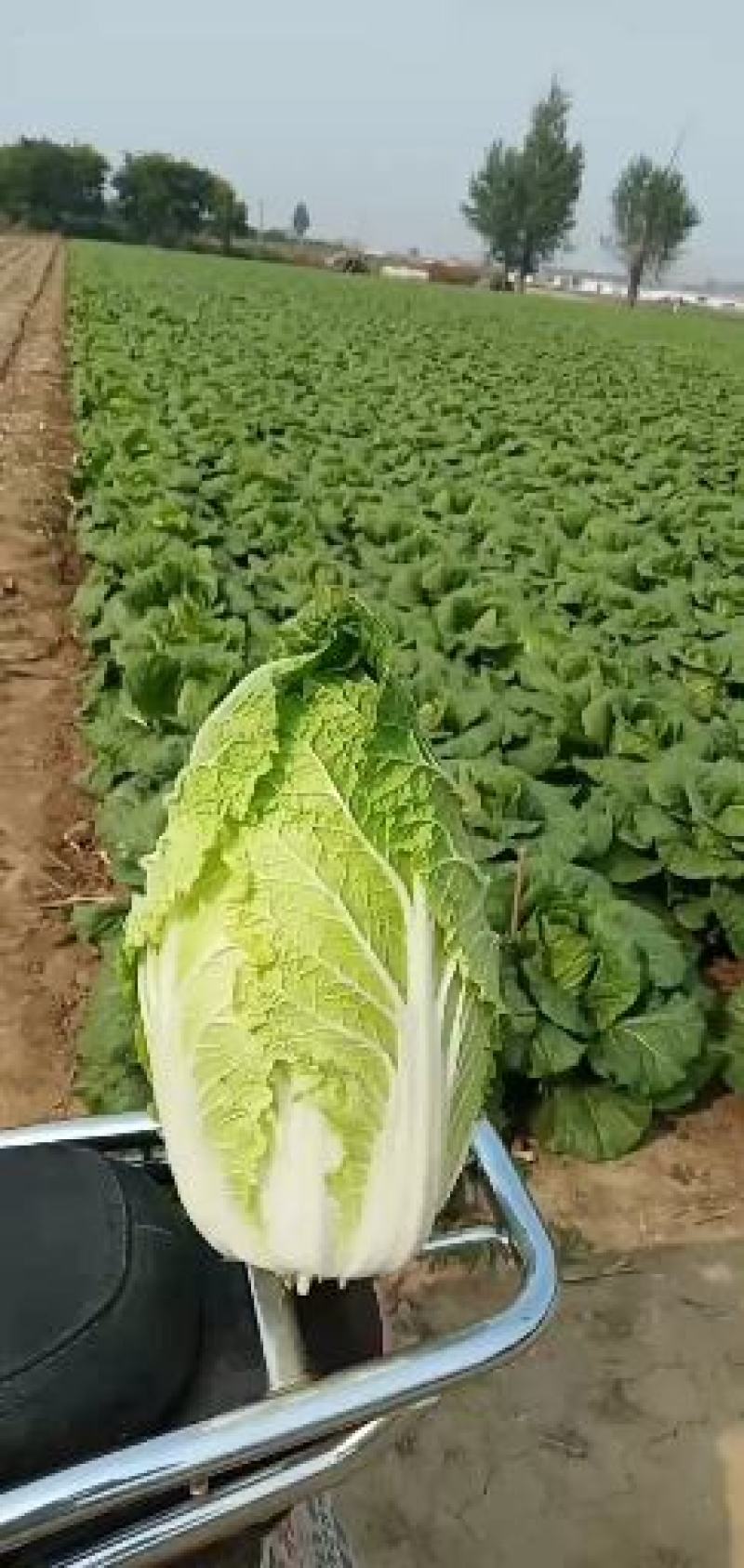 黄心白菜