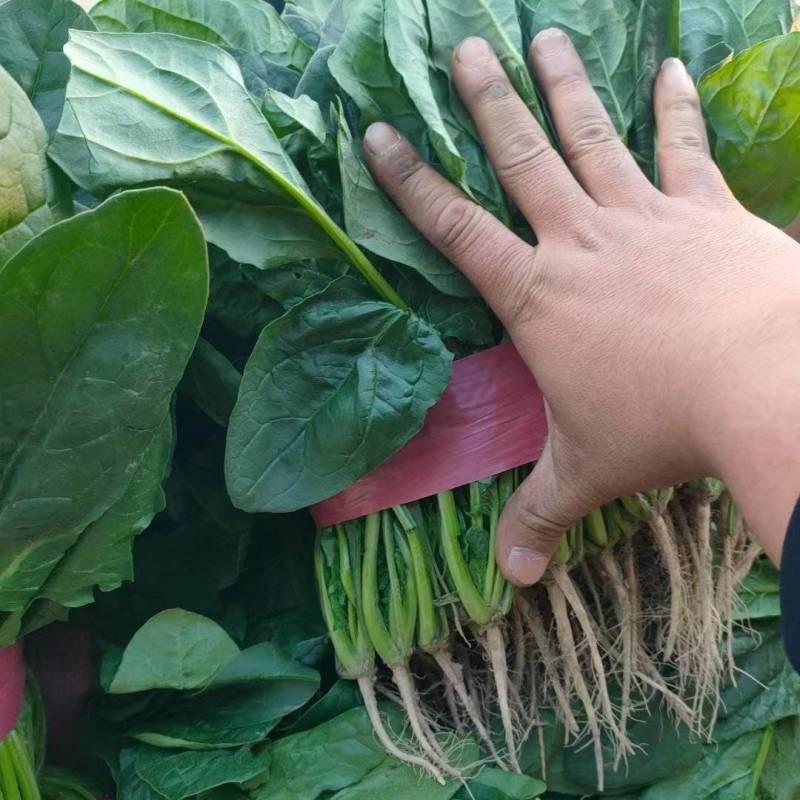 菠菜大叶菠菜河南菠菜大量现货规格齐全来电议价